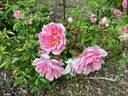 Tea Rambler rose photo