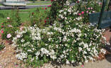 Friends of Benalla Gardens rose photo