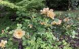 Maigold rose photo