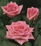 Pashmina rose photo
