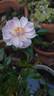 Natchez Cover rose photo