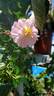 Natchez Cover rose photo
