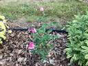 Briarcliff rose photo