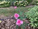 Briarcliff rose photo