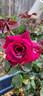 Brindabella's The Nightbird rose photo