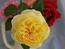 Moonlight Romantica rose photo