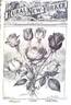 Papa Gontier rose photo