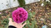 Lady of Megginch rose photo