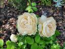 Windermere rose photo