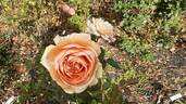 Double Ambre rose photo