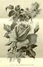 Souvenir de Pierre Notting rose photo