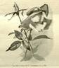 G. Nabonnand rose photo