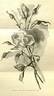 Clara Watson rose photo