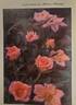 Ellamae ™ rose photo