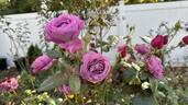 Plum Perfect ™ rose photo