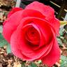 Night Fever rose photo