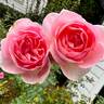 Magnolia Memories rose photo