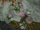 Wee Willie Winkie rose photo