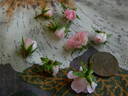 Wee Willie Winkie rose photo