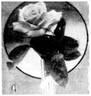 Mavourneen rose photo