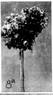 Marquise Litta rose photo