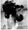 Marquise Litta rose photo