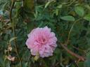 Mel's Heritage rose photo
