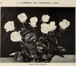 Double White Killarney rose photo