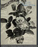 Killarney Queen rose photo