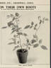 Mrs. Aaron Ward rose photo