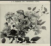 Ännchen Müller rose photo