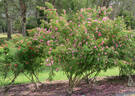 <i>Rosa moyesii</i> 'Sealing Wax' rose photo
