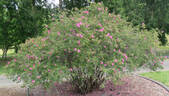 <i>Rosa webbiana</i> Wallich ex Royle rose photo