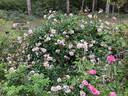 Awakening rose photo