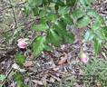 Edmond Proust rose photo