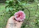 Edmond Proust rose photo