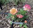 Circus rose photo