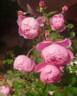 Royal Jubilee rose photo