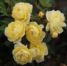 Lemon Siluetta rose photo