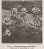 Madame Joseph Perraud rose photo
