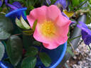 Dog Father rose photo