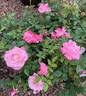 Jilly Jewel rose photo