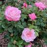 Jilly Jewel rose photo