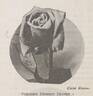 President Herbert Hoover rose photo