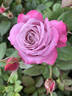 Dreamweaver rose photo