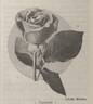 Talisman rose photo