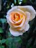 Rochemenier Village ® rose photo