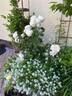 Moonlight in Paris ™ rose photo