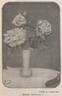 Jeanne Saultier rose photo