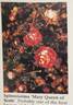 Mary Queen of Scots rose photo